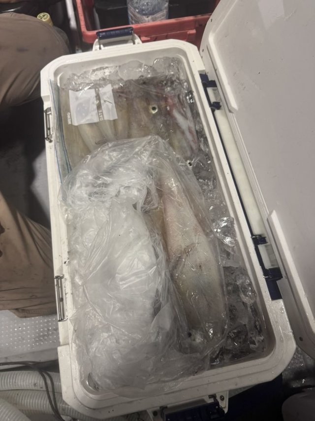 シロイカ(ケンサキイカ)