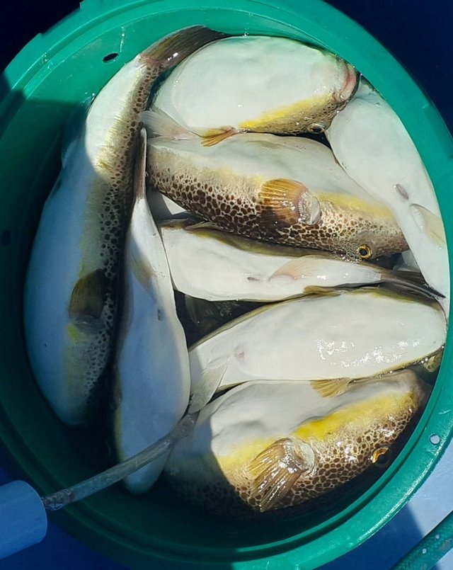 ショウサイフグ