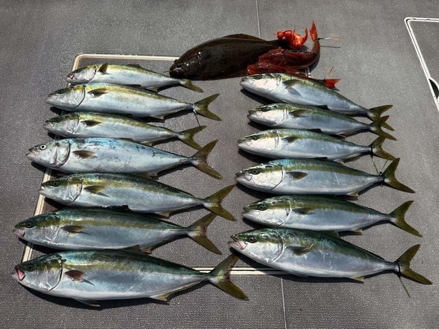 ハマチ(ブリ)・ホウボウ・ヒラメ