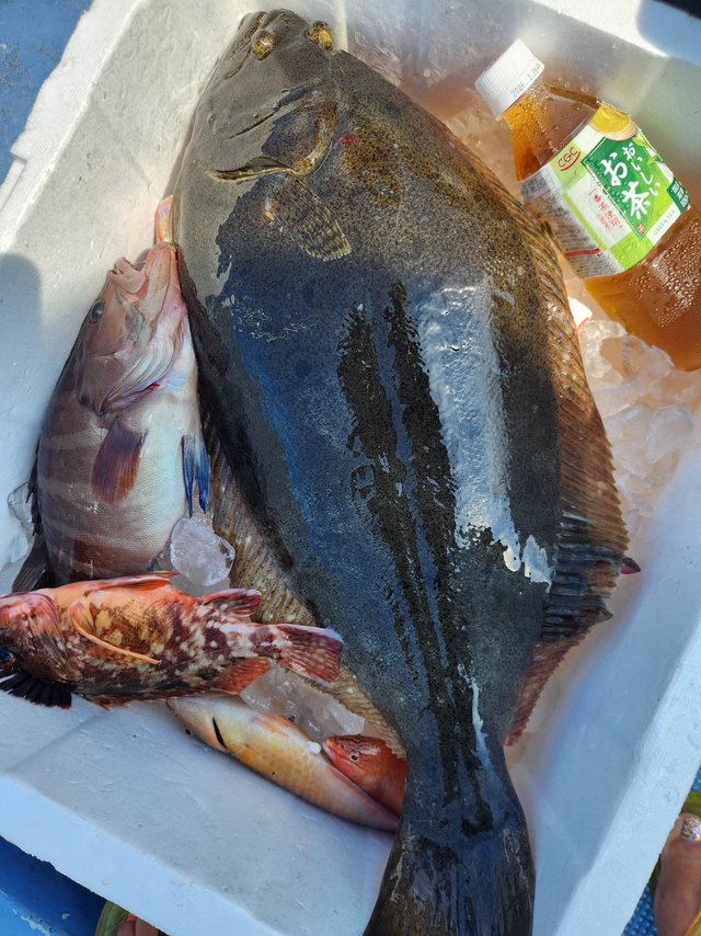 カサゴ・ムシガレイ・ハタ(マハタ)