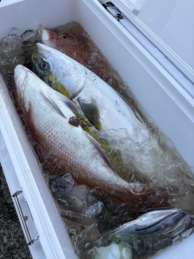 タイ(マダイ)・ワラサ(ブリ)