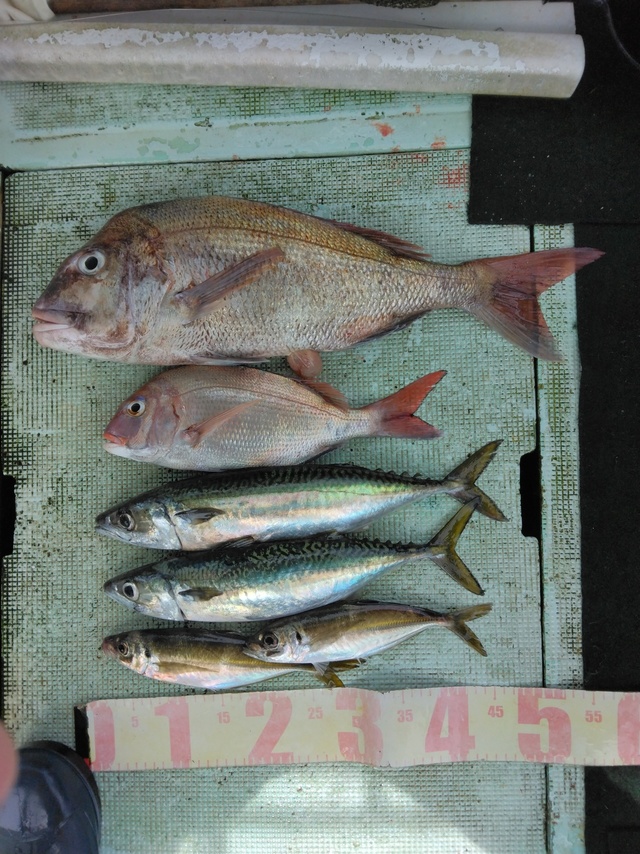 マダイ・マアジ・マサバ