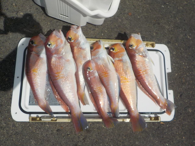 アマダイ(アカアマダイ)