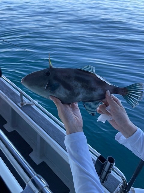 ウマヅラ(ウマヅラハギ)