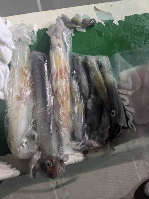 アカイカ(ケンサキイカ)