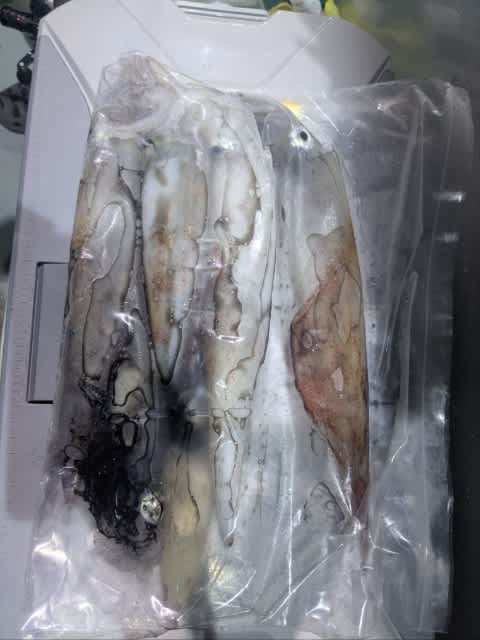 アカイカ(ケンサキイカ)