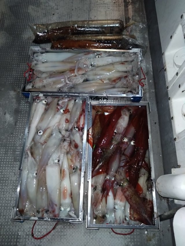 イカ(ヤリイカ)