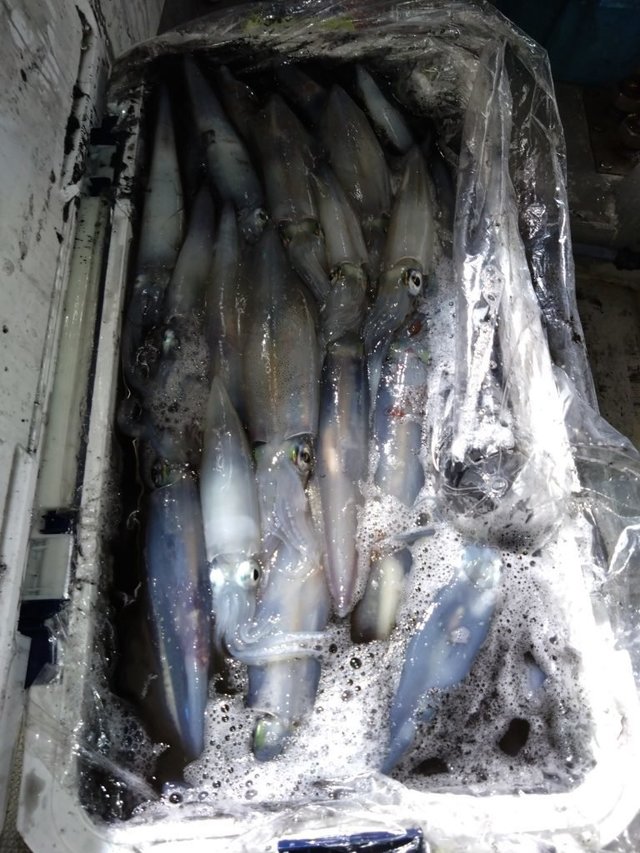 イカ(ヤリイカ)