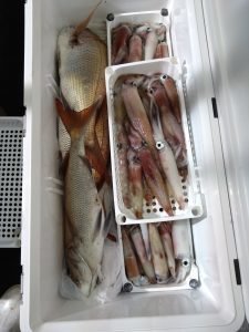 イカ(ヤリイカ)