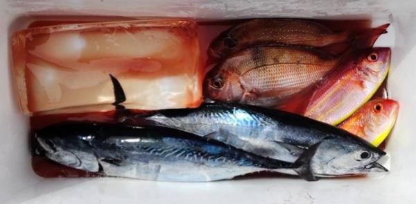 マダイ・イトヨリ(イトヨリダイ)・ヒラソウダ