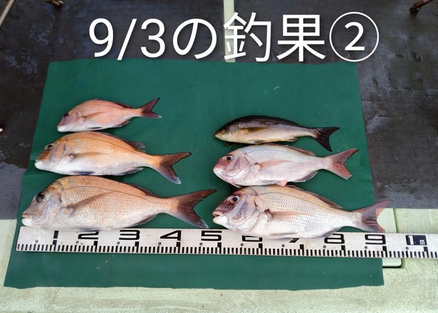 マダイ・イサキ