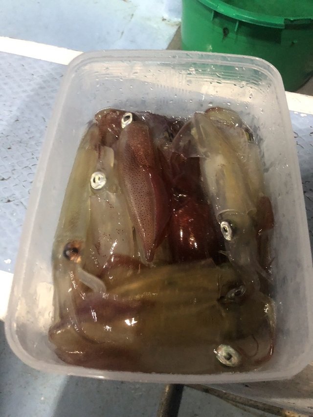 マルイカ(ケンサキイカ)