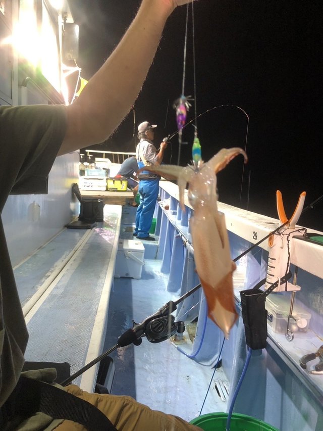 マルイカ(ケンサキイカ)