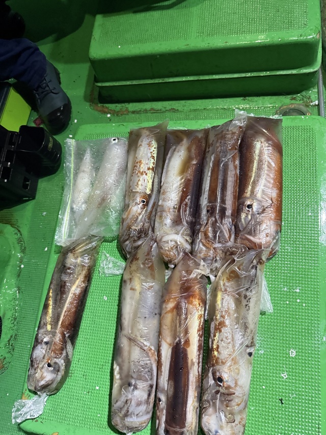 アカイカ(ケンサキイカ)・スルメイカ