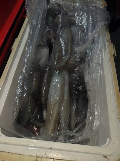 イカ(ヤリイカ)