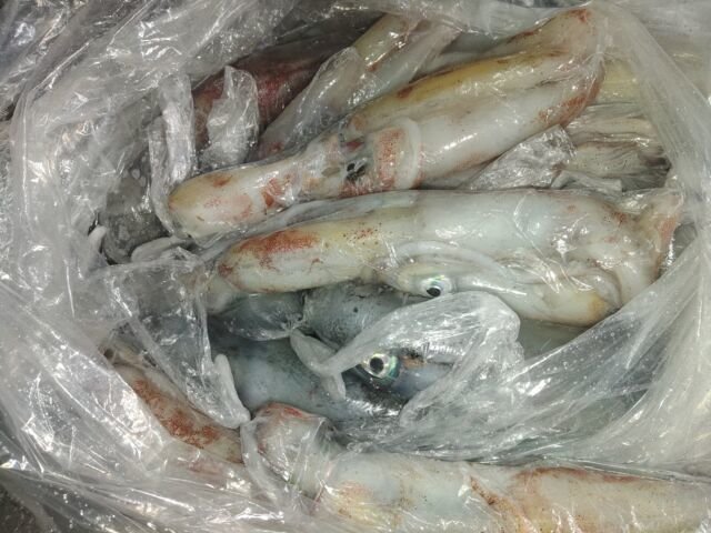 イカ(ヤリイカ)