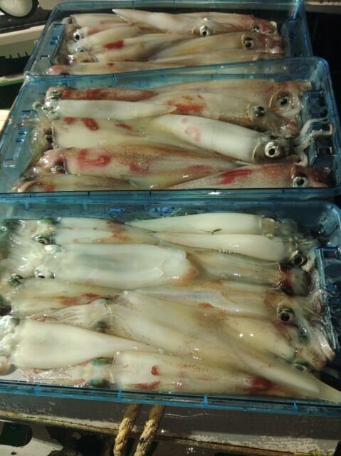 イカ(ヤリイカ)