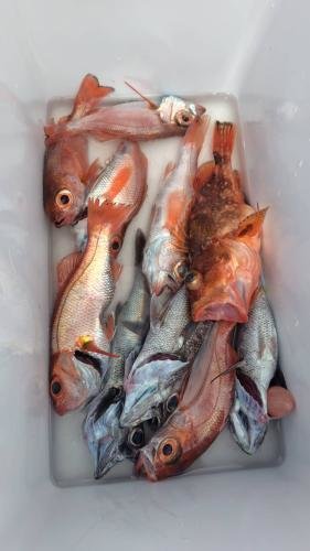 クロムツ・アカムツ・カンコ(ウッカリカサゴ)