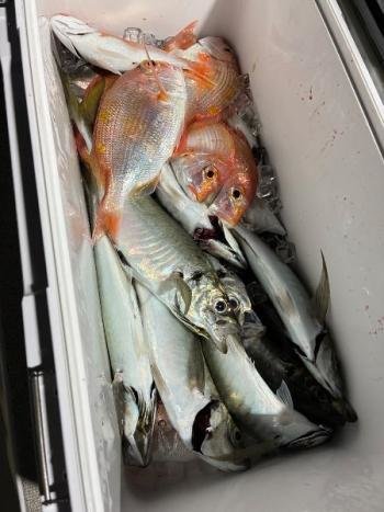 レンコダイ(キダイ)・アジ(マアジ)