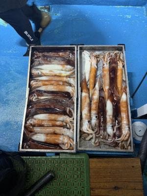 アカイカ(ケンサキイカ)・スルメイカ