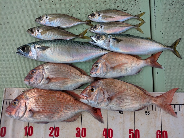 タイ(マダイ)・アジ(マアジ)・マサバ