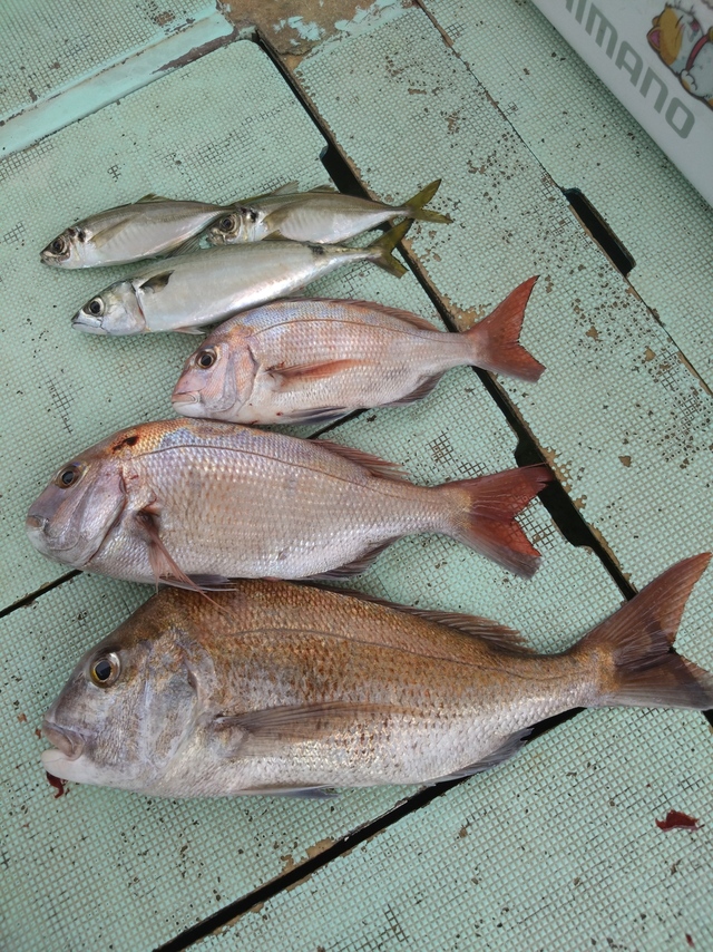 タイ(マダイ)・アジ(マアジ)・サバ(マサバ)