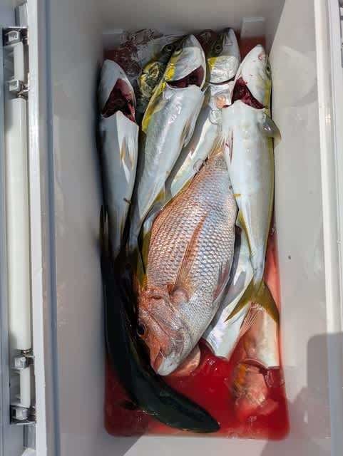 マダイ・ハマチ(ブリ)