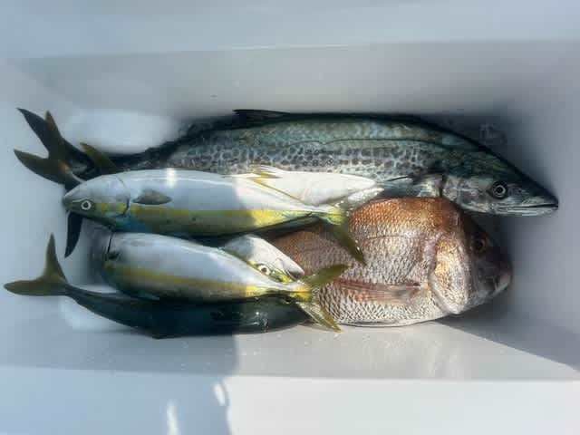 マダイ・ツバス(ブリ)・サワラ