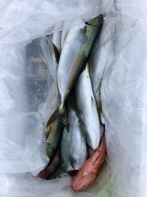 ツバス(ブリ)・カサゴ