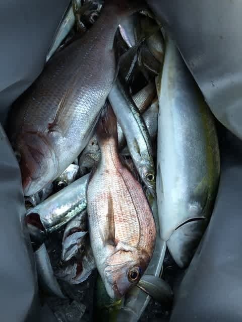 マダイ・ツバス(ブリ)・カマス(アカカマス)・サバ(ゴマサバ)