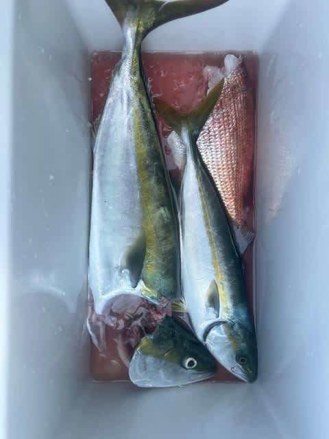 マダイ・ツバス(ブリ)・ハマチ(ブリ)