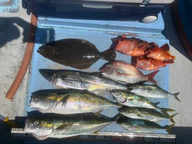 マダイ・ツバス(ブリ)・ハマチ(ブリ)・サワラ・カサゴ・ヒラメ