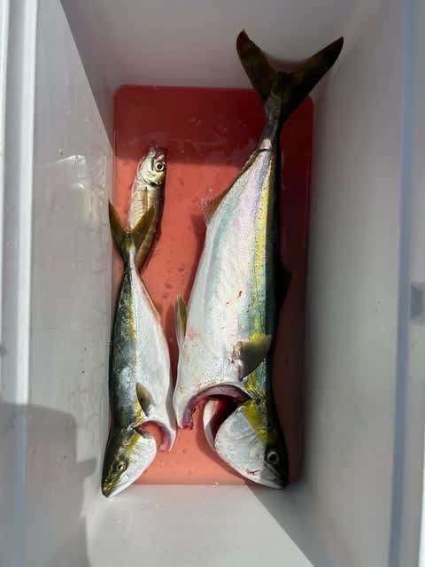 ツバス(ブリ)・ハマチ(ブリ)