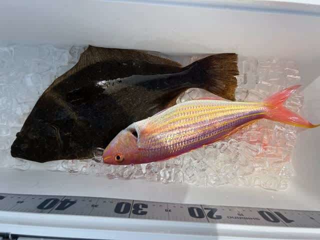 イトヨリダイ・ヒラメ