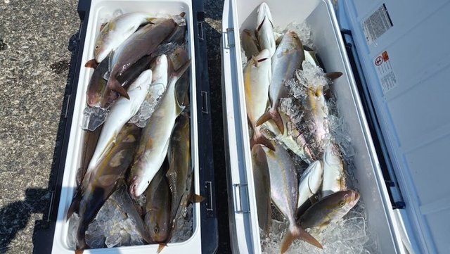 ネイリ(カンパチ)