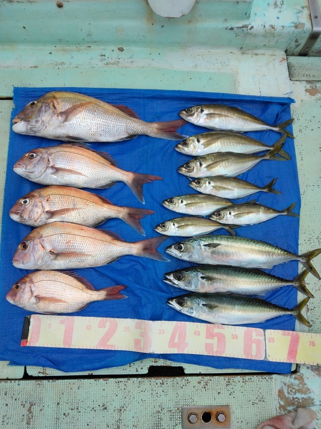 マダイ・マアジ・マサバ