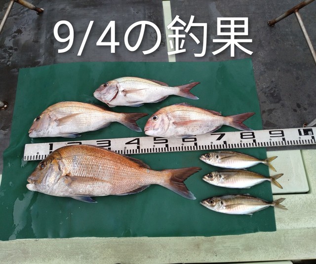 マダイ・マアジ