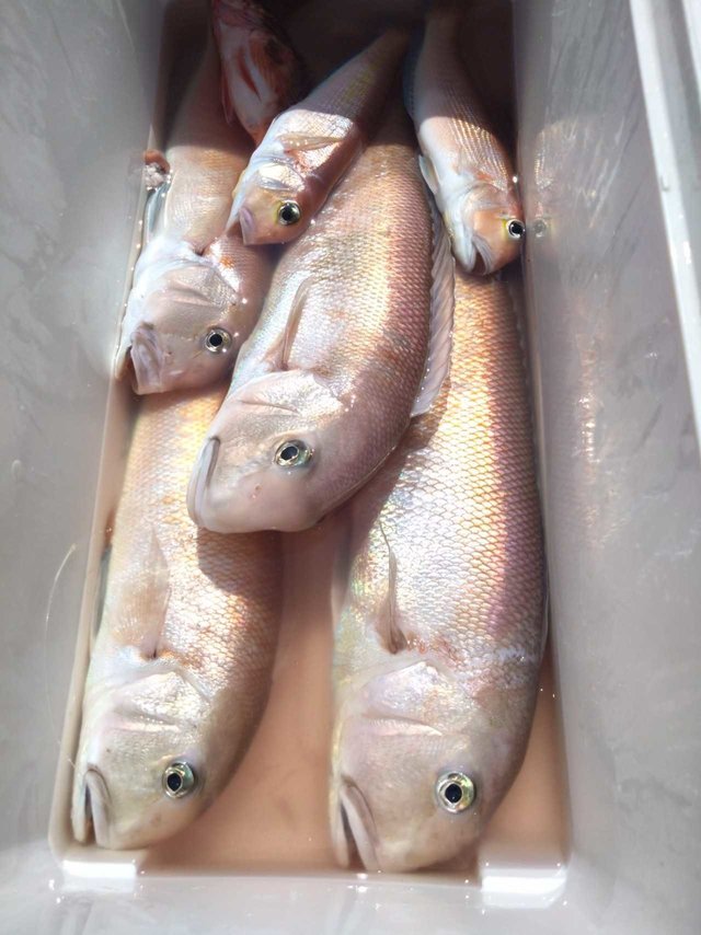 シロアマダイ・カサゴ