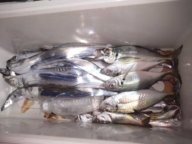 アジ(マアジ)・クロムツ・タチ(タチウオ)