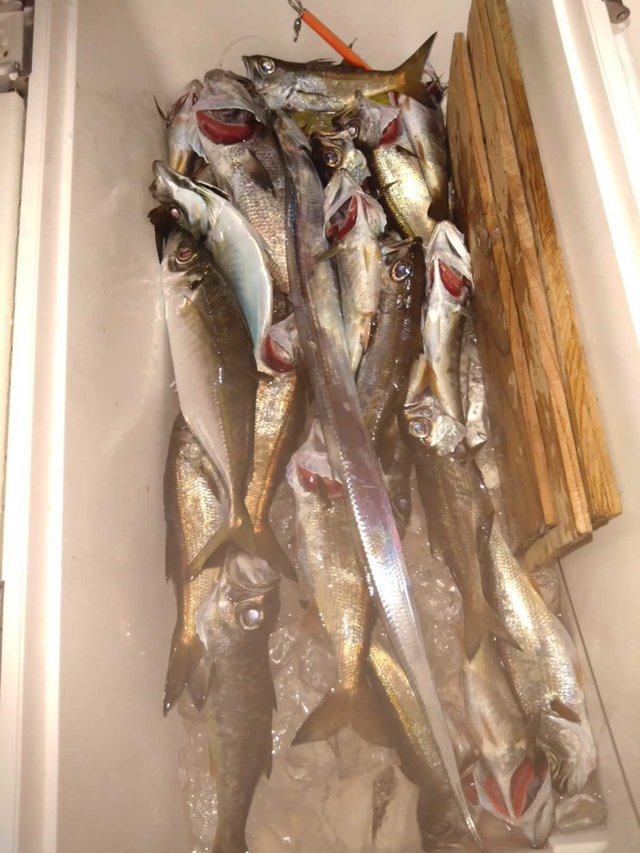 アジ(マアジ)・クロムツ・タチ(タチウオ)