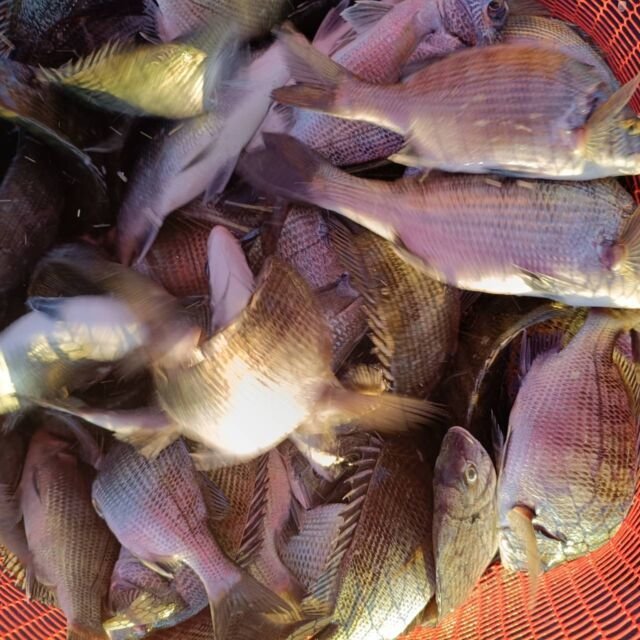 チヌ(クロダイ)