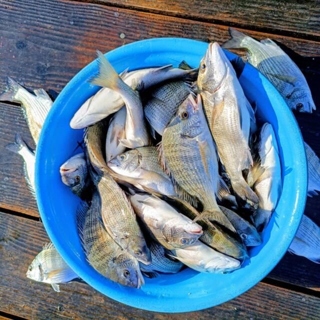 チヌ(クロダイ)