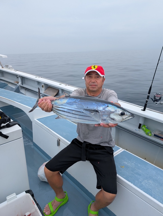 ホンガツオ(カツオ)