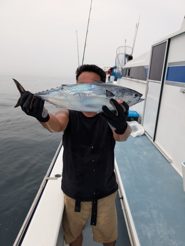 ホンガツオ(カツオ)