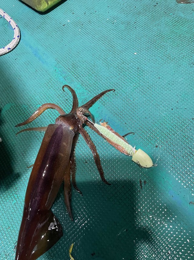 アカイカ(ケンサキイカ)