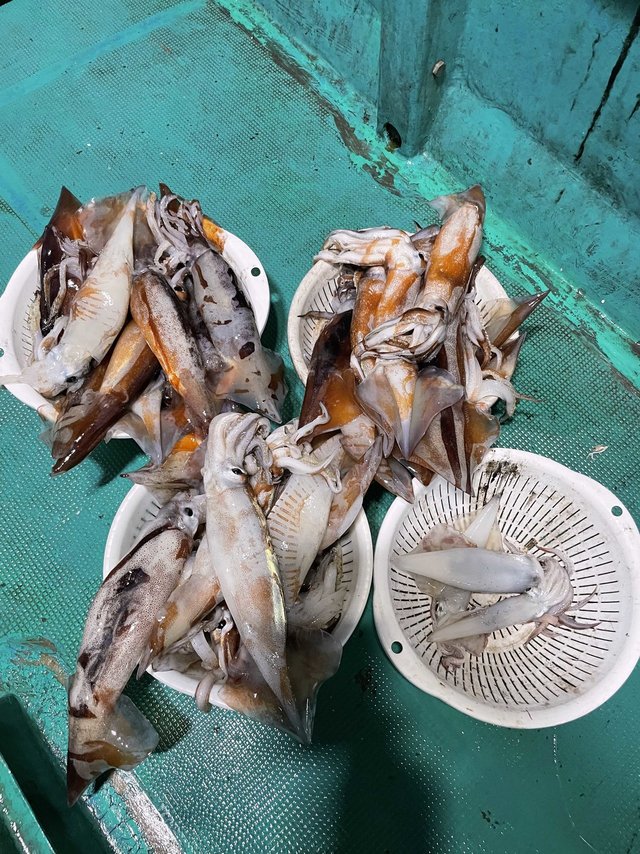 アカイカ(ケンサキイカ)・スルメ(スルメイカ)