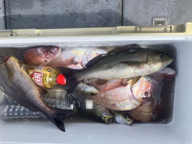 マダイ・イサキ