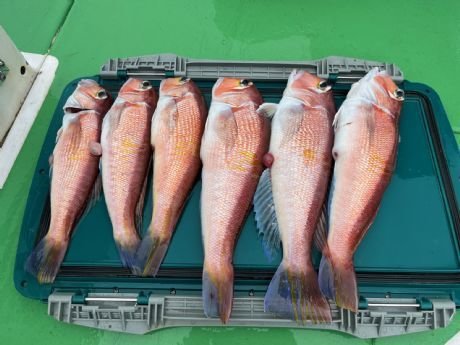 アマダイ(アカアマダイ)