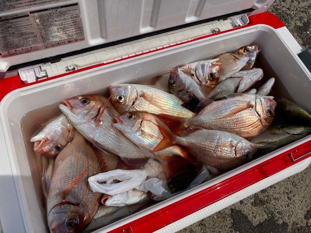 ハナダイ(チダイ)・イサキ・カサゴ・ウマヅラ(ウマヅラハギ)