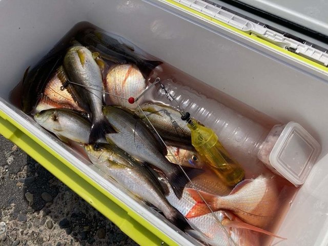 ハナダイ(チダイ)・イサキ・カサゴ・ウマヅラ(ウマヅラハギ)